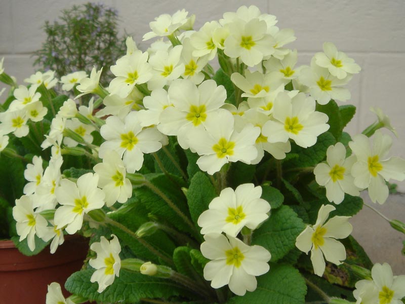 Primula vulgaris photo